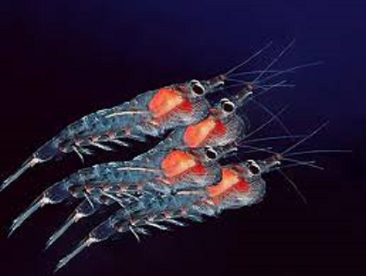 what is krill oil